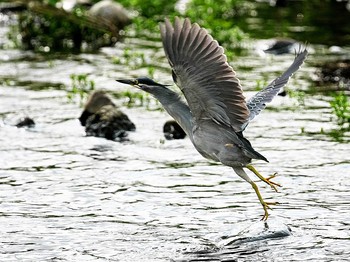 ササゴイ 入間川(広瀬橋付近) 2021年7月24日(土)