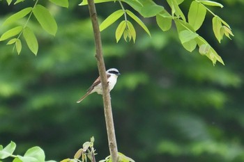 Tiger Shrike 新潟県 Sat, 5/29/2021