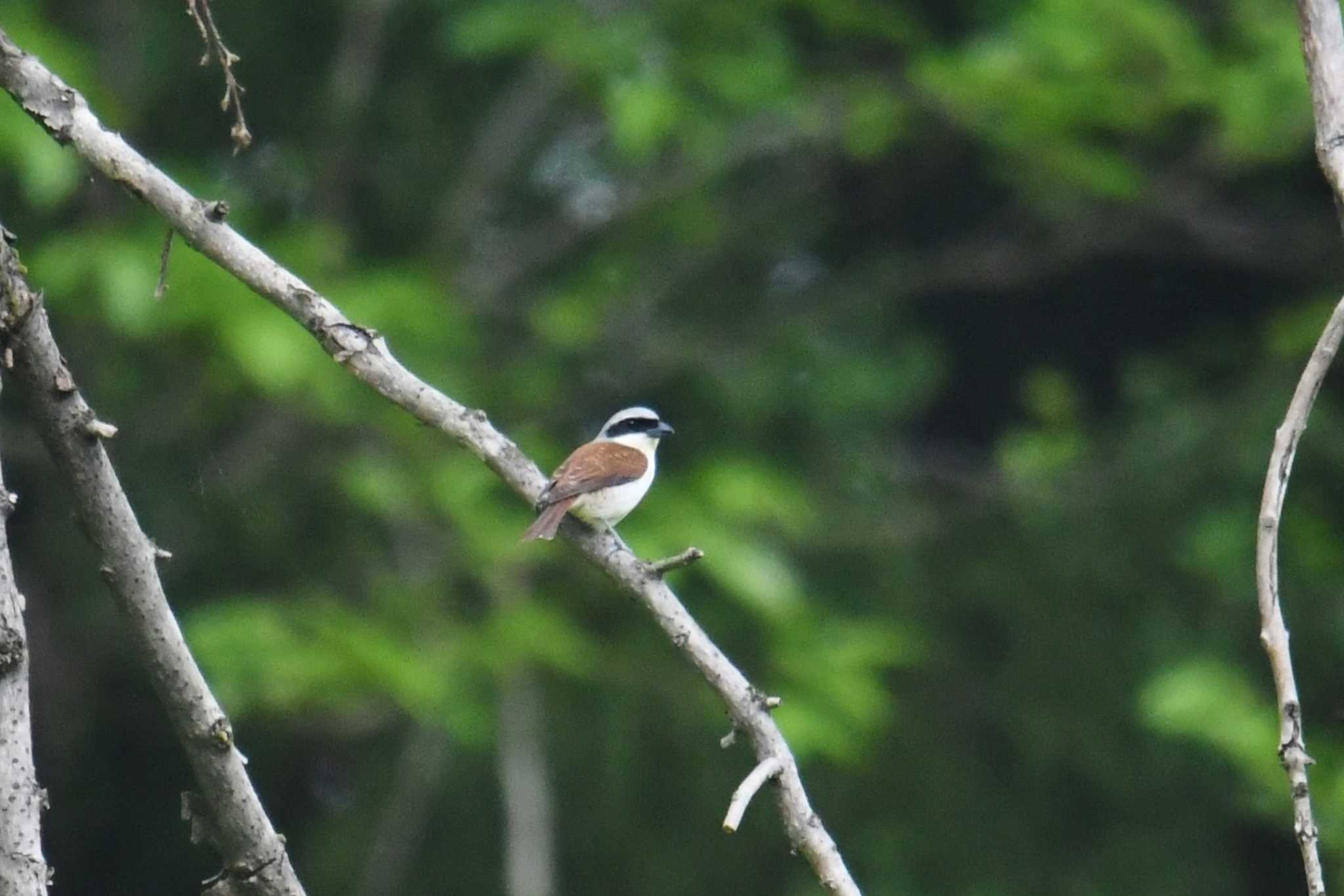 Tiger Shrike