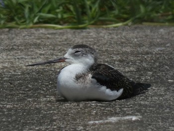 Black-winged Stilt Yoron Island Sun, 8/22/2021