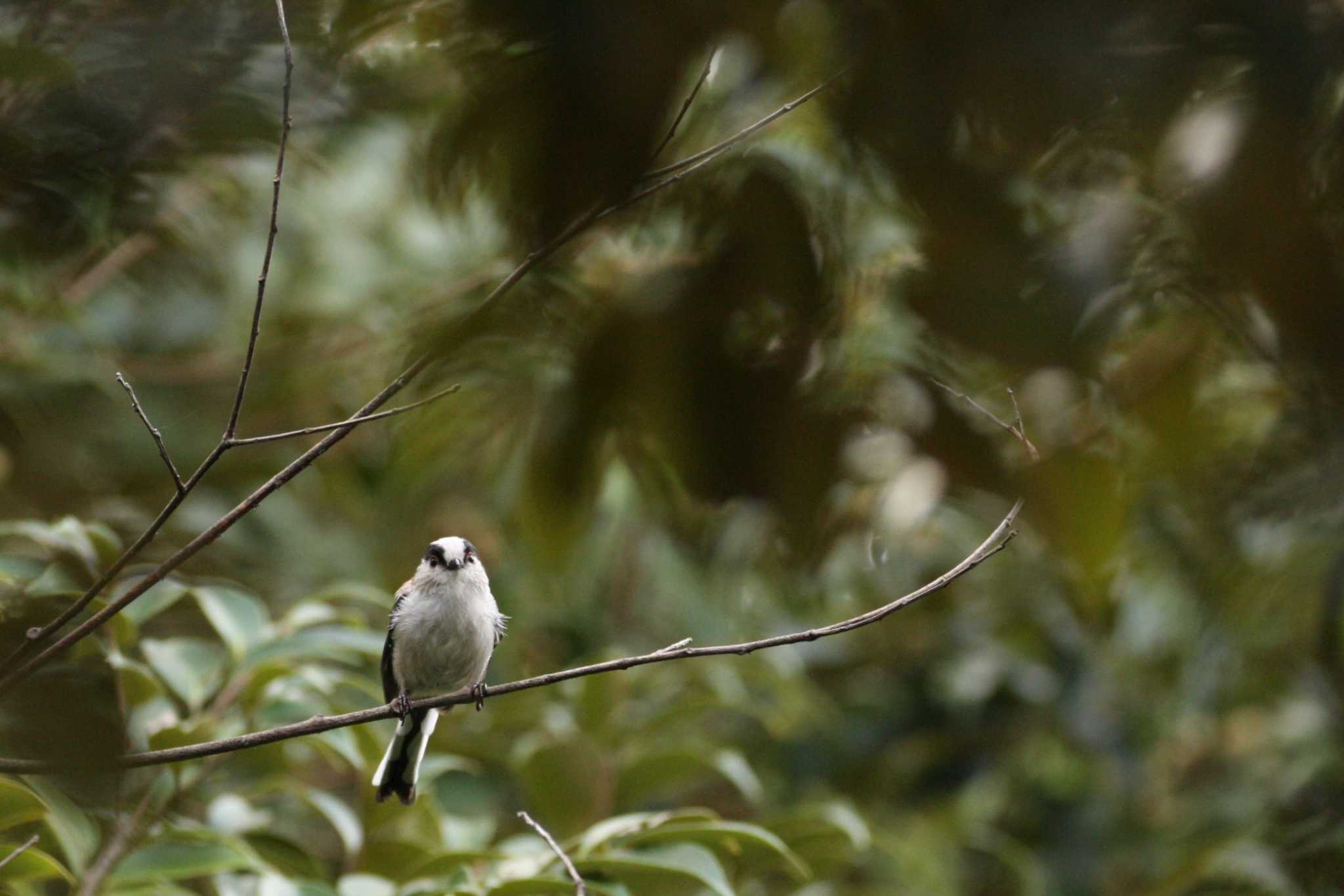 Photo of Long-tailed Tit at 万博記念公園 by トビトチヌ