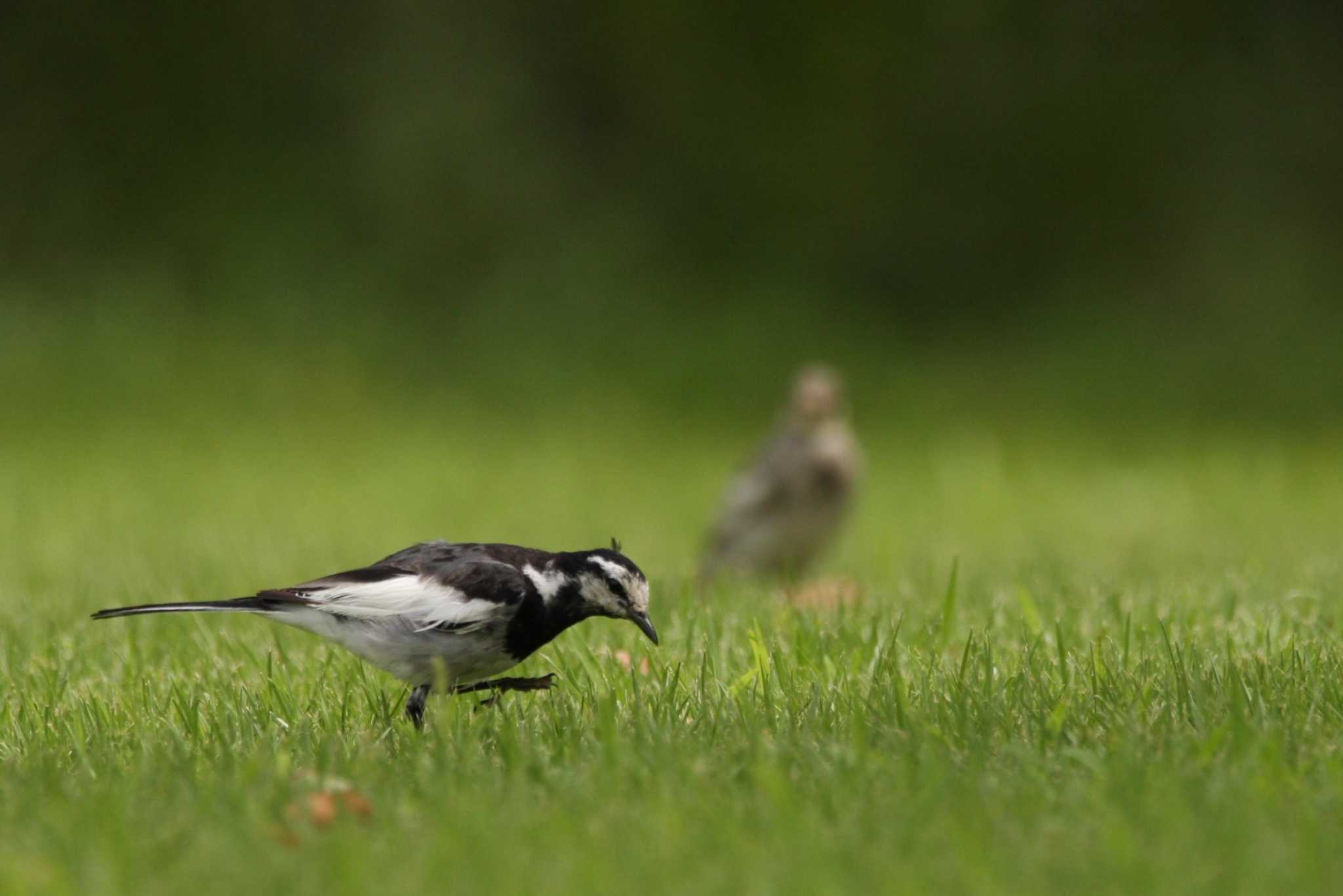 Photo of White Wagtail at 万博記念公園 by トビトチヌ