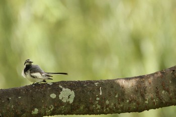 White Wagtail 万博記念公園 Sun, 8/22/2021