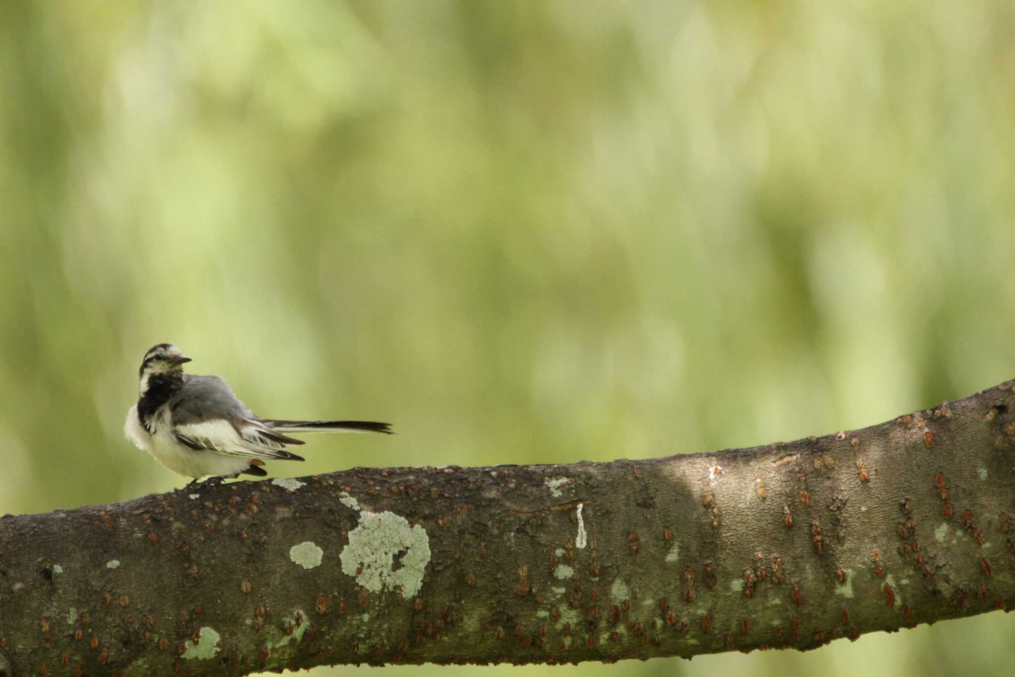 Photo of White Wagtail at 万博記念公園 by トビトチヌ