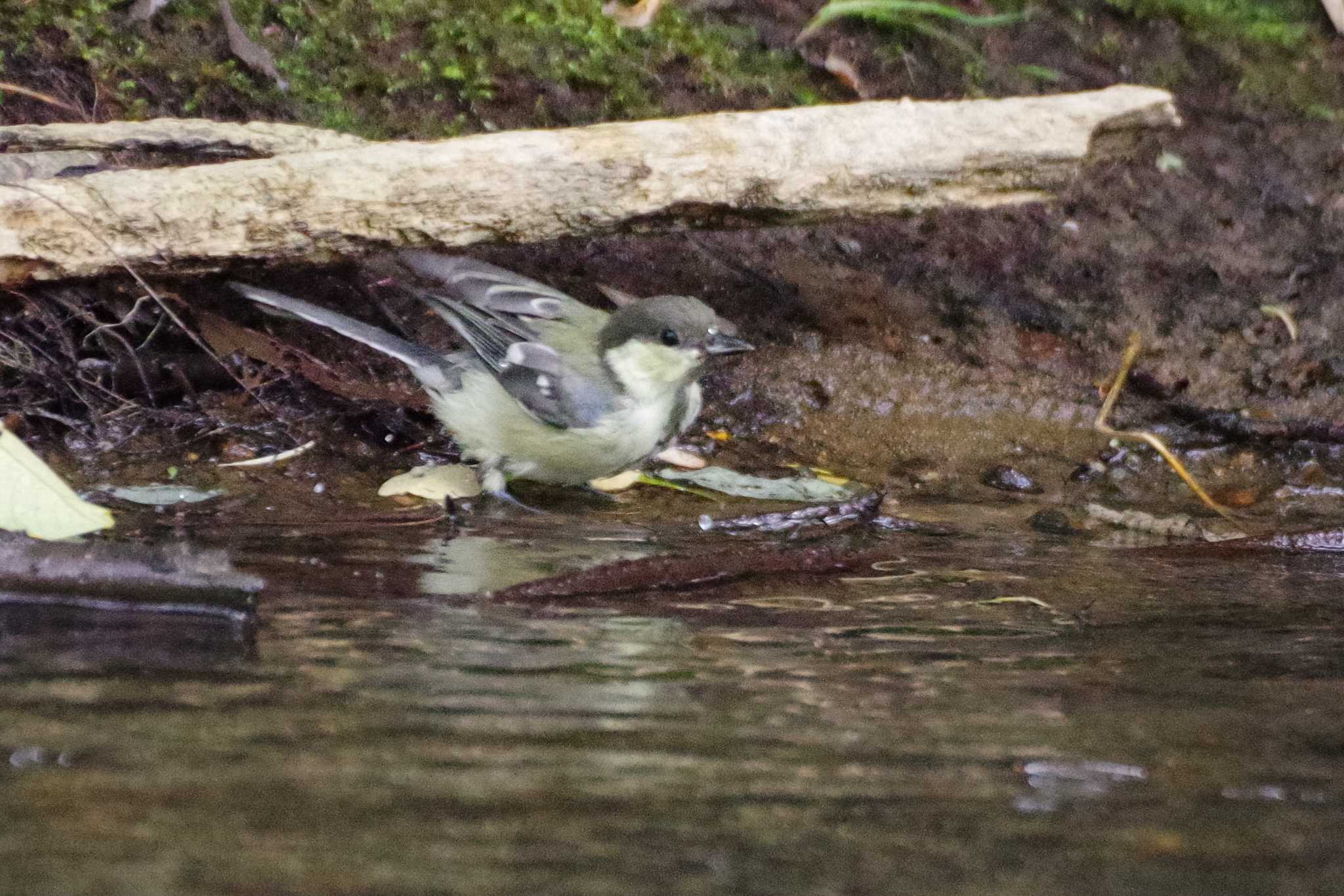 シジュウカラ