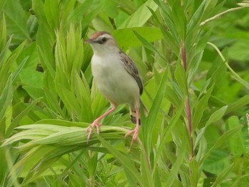 セッカ 秋ヶ瀬公園付近 2021年8月22日(日)