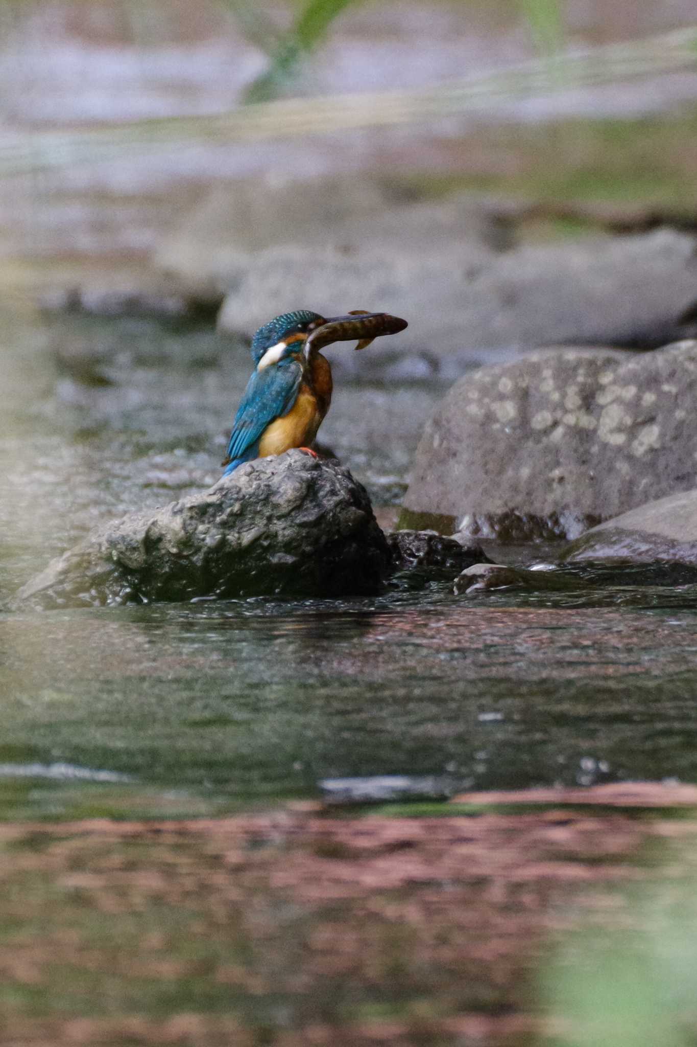 カワセミ