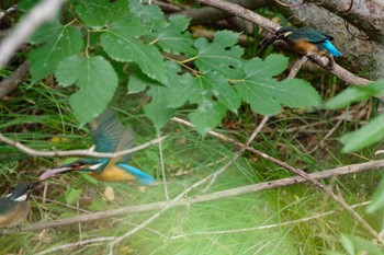 2021年8月22日(日) 福井緑地(札幌市西区)の野鳥観察記録