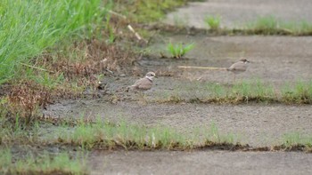 Long-billed Plover 淀川河川公園 Sun, 8/22/2021