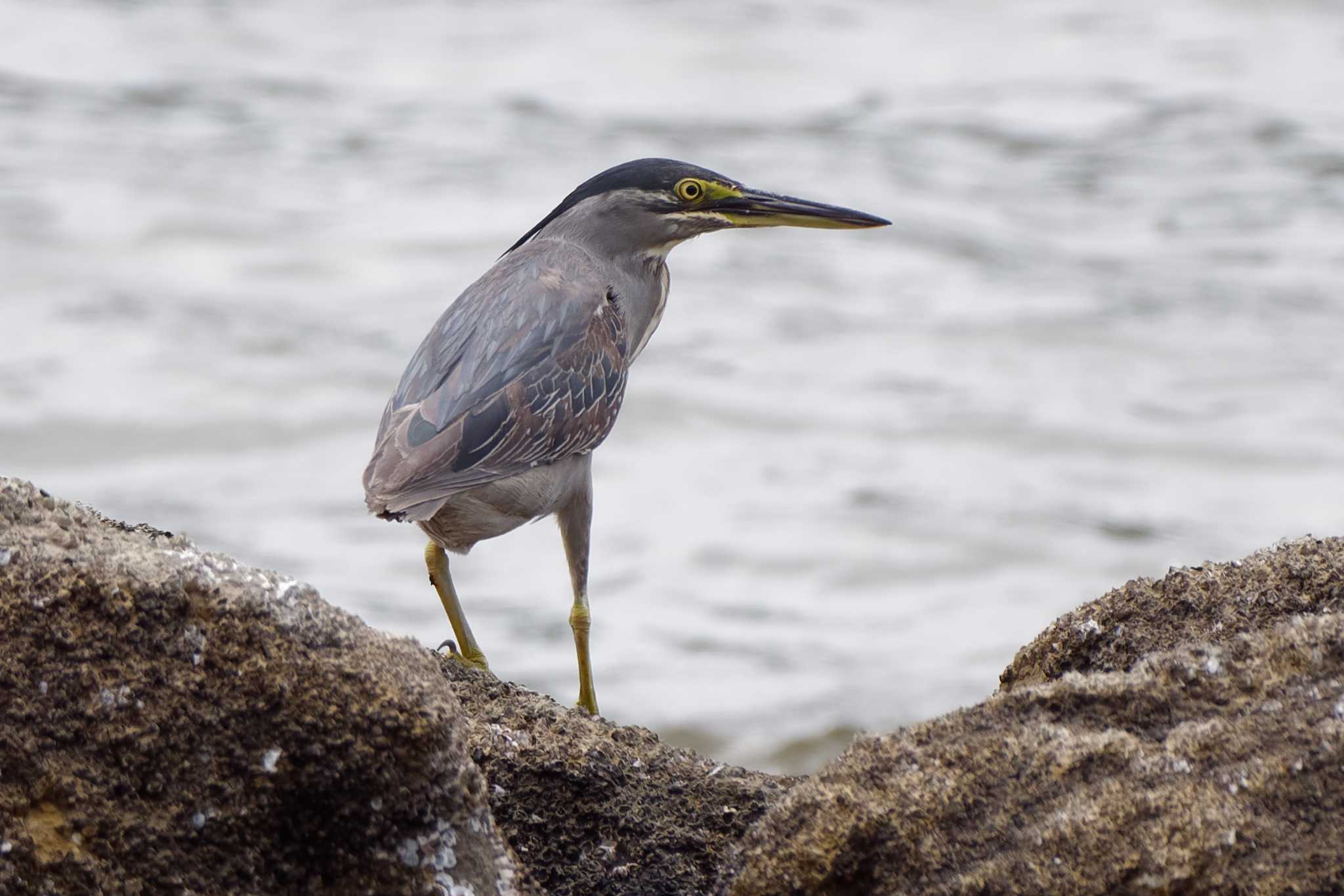 東京港野鳥公園 ササゴイの写真 by ぴくるす