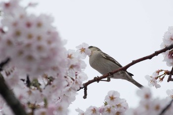 ニュウナイスズメ 愛知県愛西市 2017年4月8日(土)