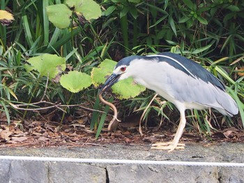 ゴイサギ 都立公園 2021年8月22日(日)