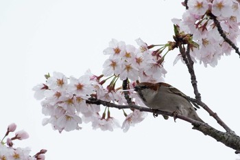 ニュウナイスズメ 愛知県愛西市 2017年4月8日(土)