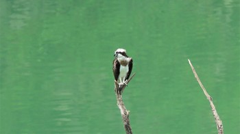 2021年8月22日(日) 早戸川林道の野鳥観察記録