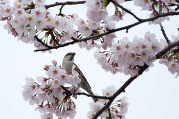 ニュウナイスズメ 愛知県愛西市 2017年4月8日(土)