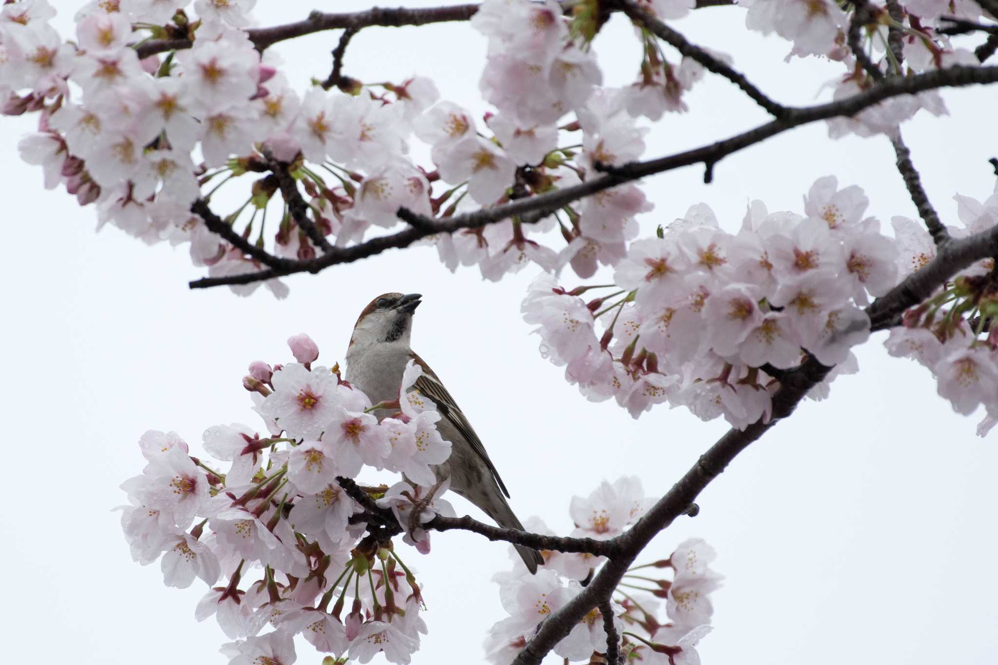 愛知県愛西市 ニュウナイスズメの写真 by 倶利伽羅