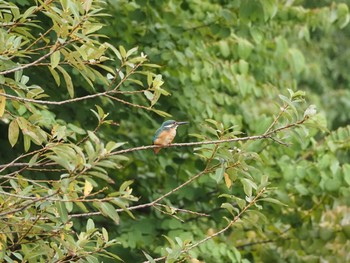 Common Kingfisher 井の頭恩賜公園 Sun, 8/22/2021