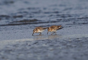 Broad-billed Sandpiper Sambanze Tideland Wed, 8/18/2021