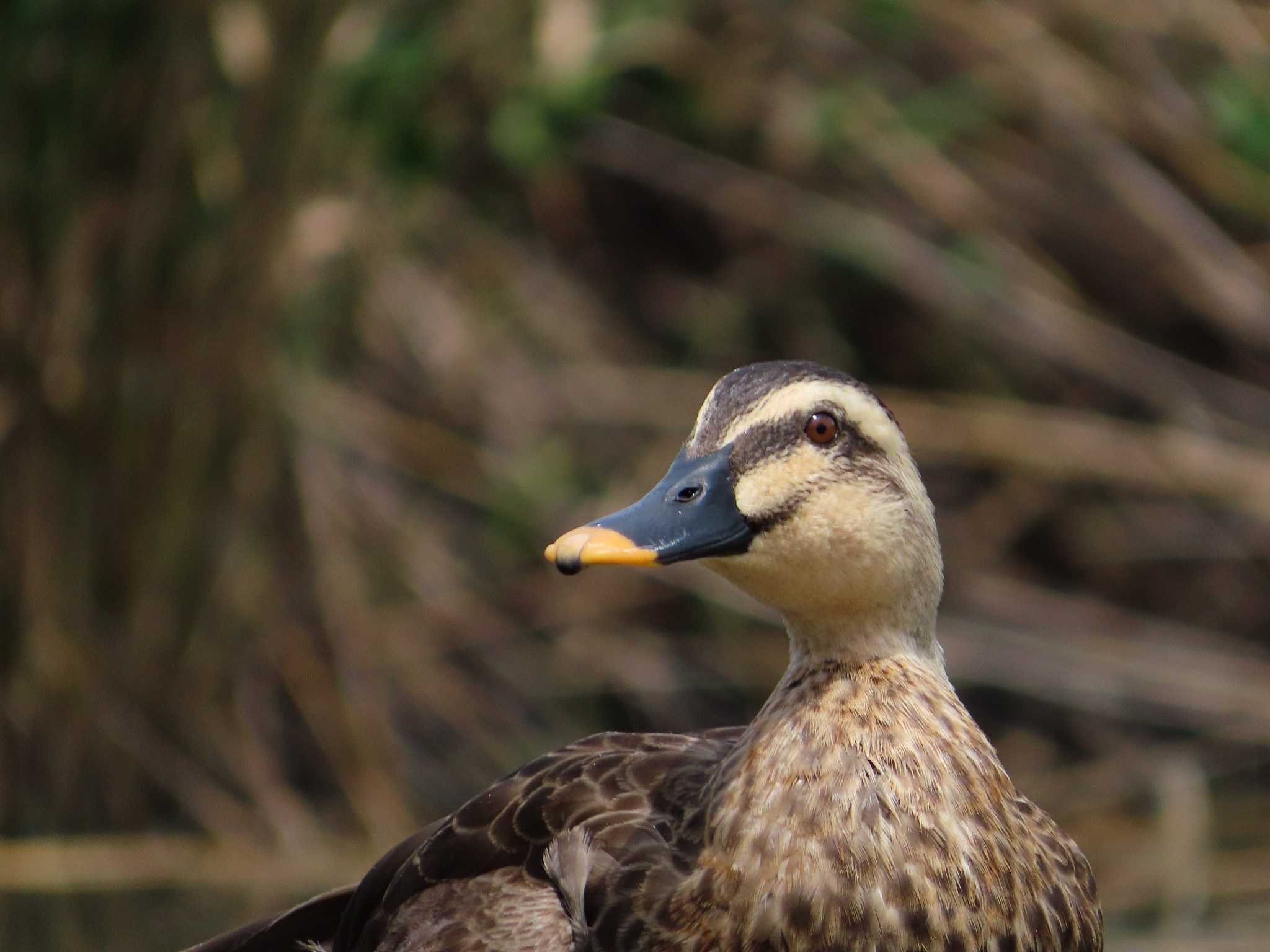 まつぶし緑の丘公園 カルガモの写真