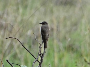 Marico Flycatcher ザンビア Unknown Date