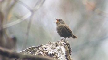 ミソサザイ 栃木県 2017年4月8日(土)