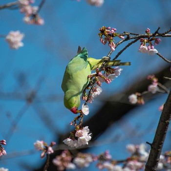 Indian Rose-necked Parakeet 上野公園 Mon, 2/24/2020