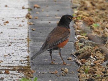 Sat, 4/8/2017 Birding report at Hachijojima Island