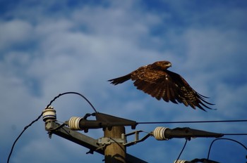 Black Kite Unknown Spots Sun, 8/15/2021