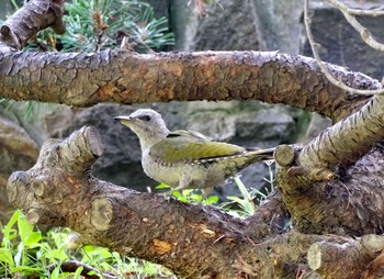 ヤマゲラ 西岡公園(西岡水源地) 2021年8月23日(月)