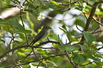 2021年8月23日(月) 禄剛崎の野鳥観察記録