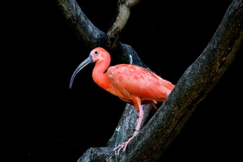 Scarlet Ibis 東山動植物園 Wed, 7/21/2021