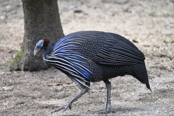 フサホロホロチョウ 東山動植物園 2021年7月21日(水)