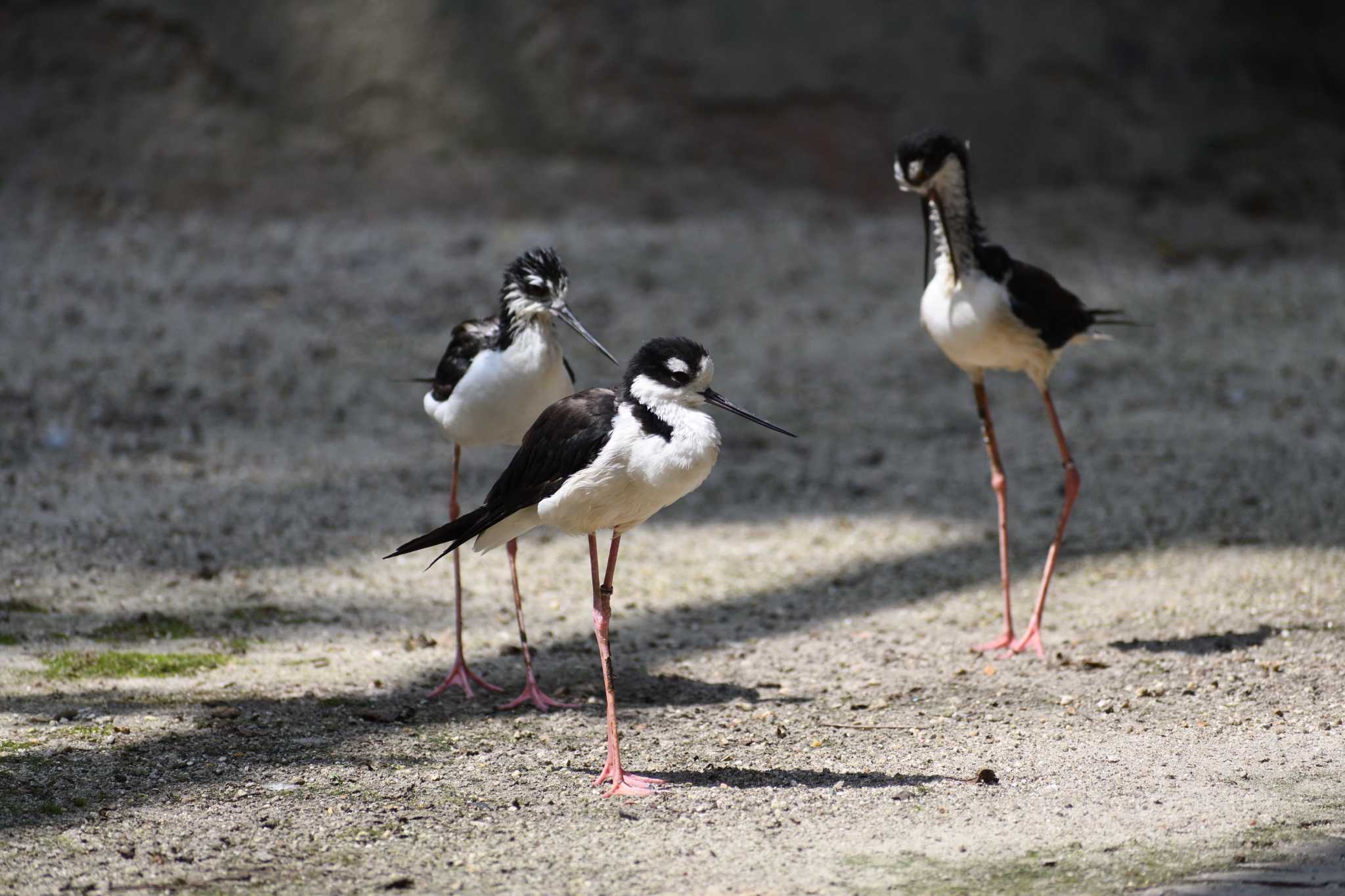 Photo of Black-necked Stilt at 東山動植物園 by よつくん