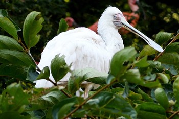 アフリカヘラサギ 東山動植物園 2021年7月21日(水)