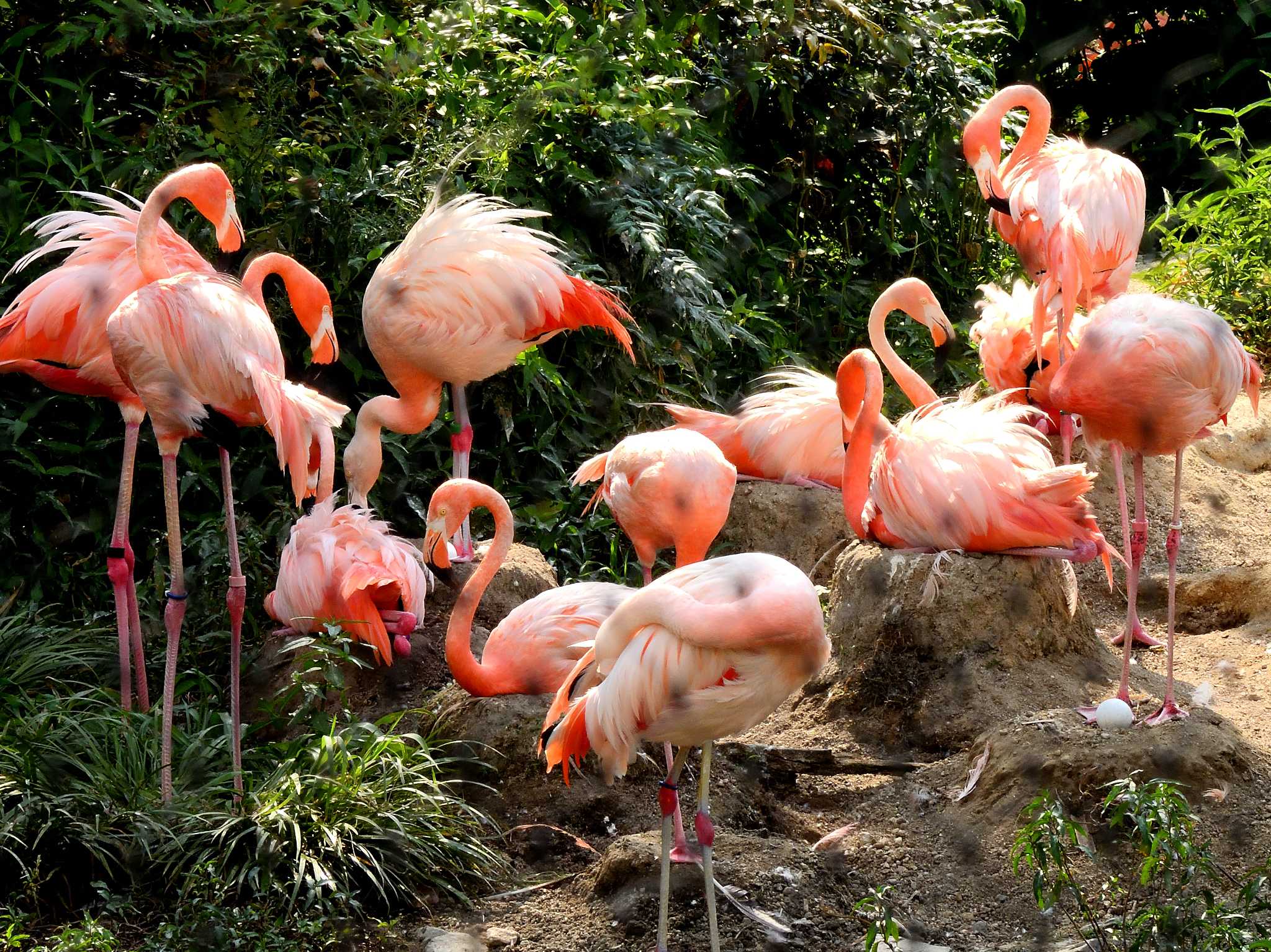 東山動植物園 オオフラミンゴの写真 by よつくん