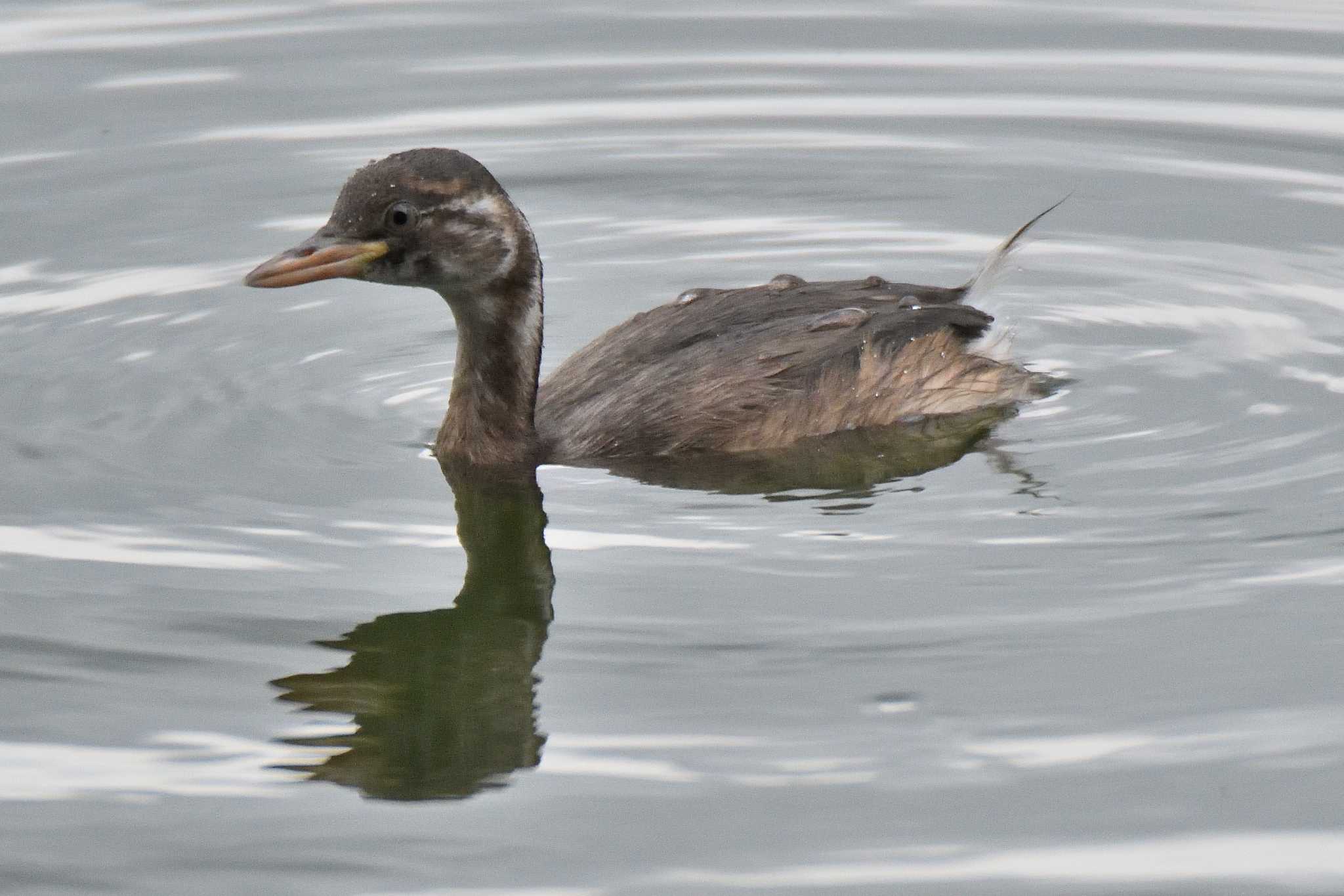 Little Grebe