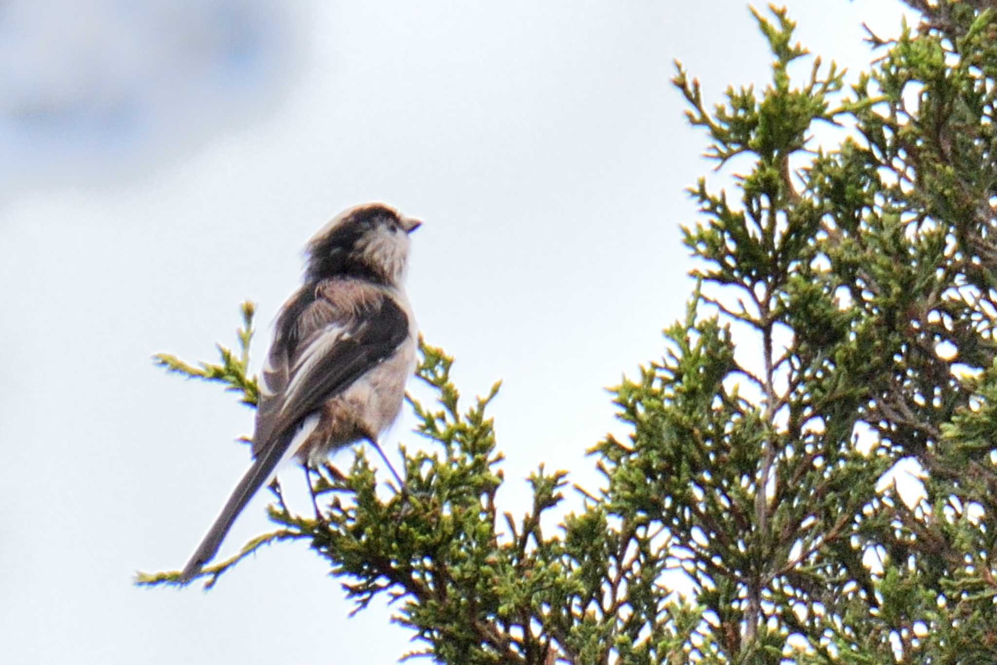 Long-tailed Tit