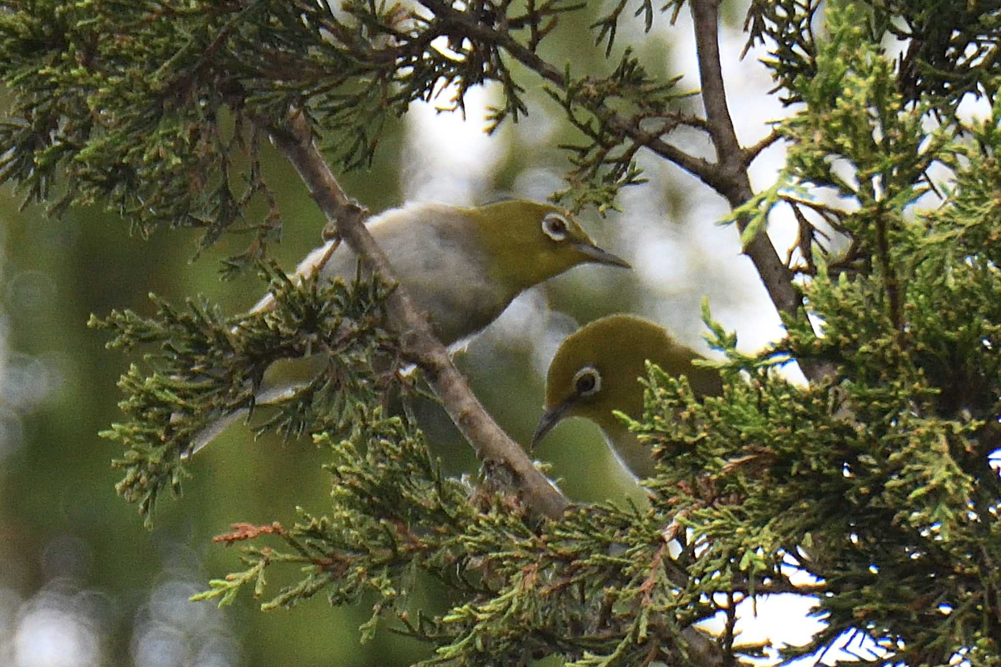 愛知県森林公園 メジロの写真 by よつくん