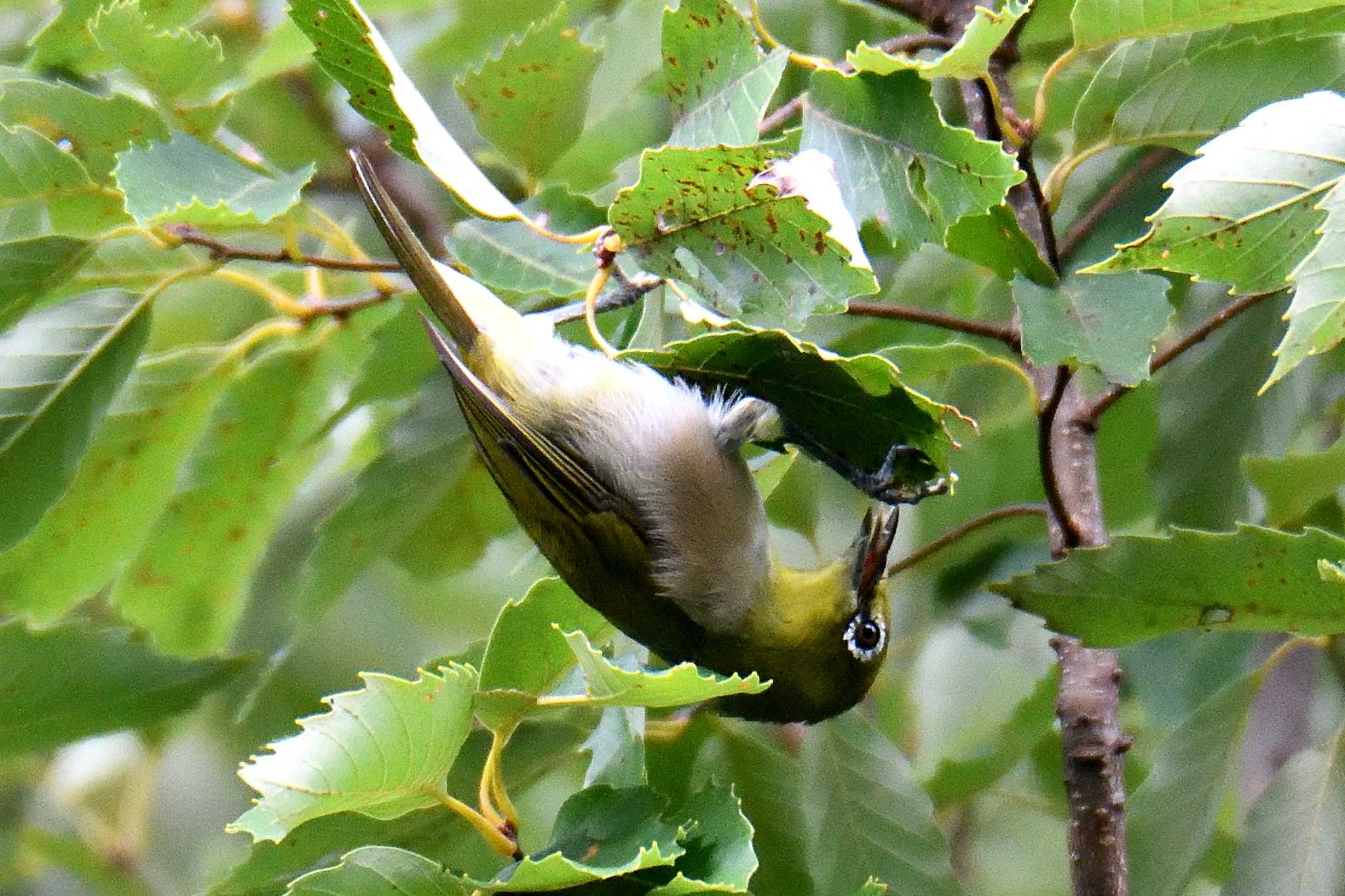 Warbling White-eye