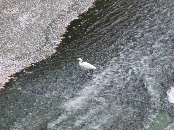 コサギ 目黒川上流 2017年4月9日(日)