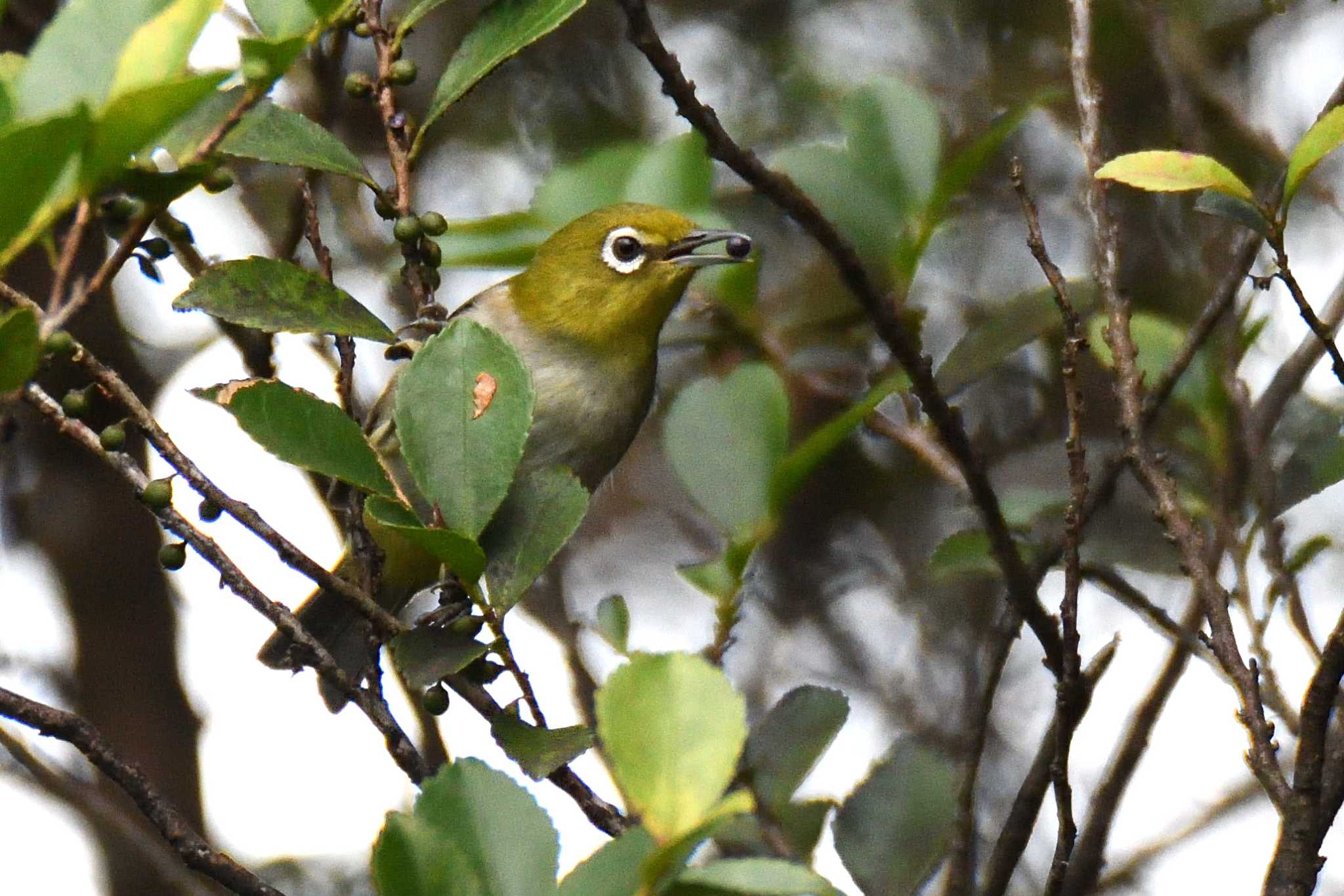 Warbling White-eye