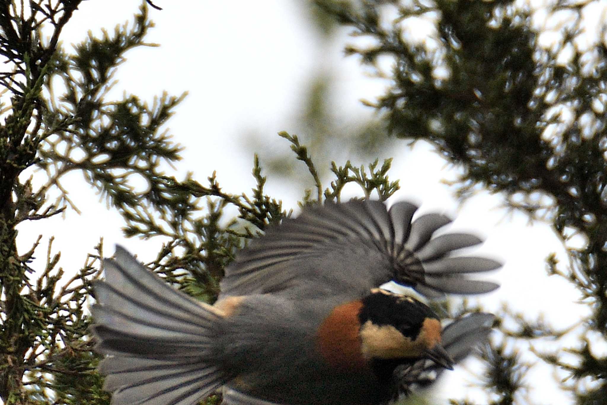 Varied Tit