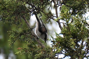 Sun, 8/22/2021 Birding report at 愛知県森林公園