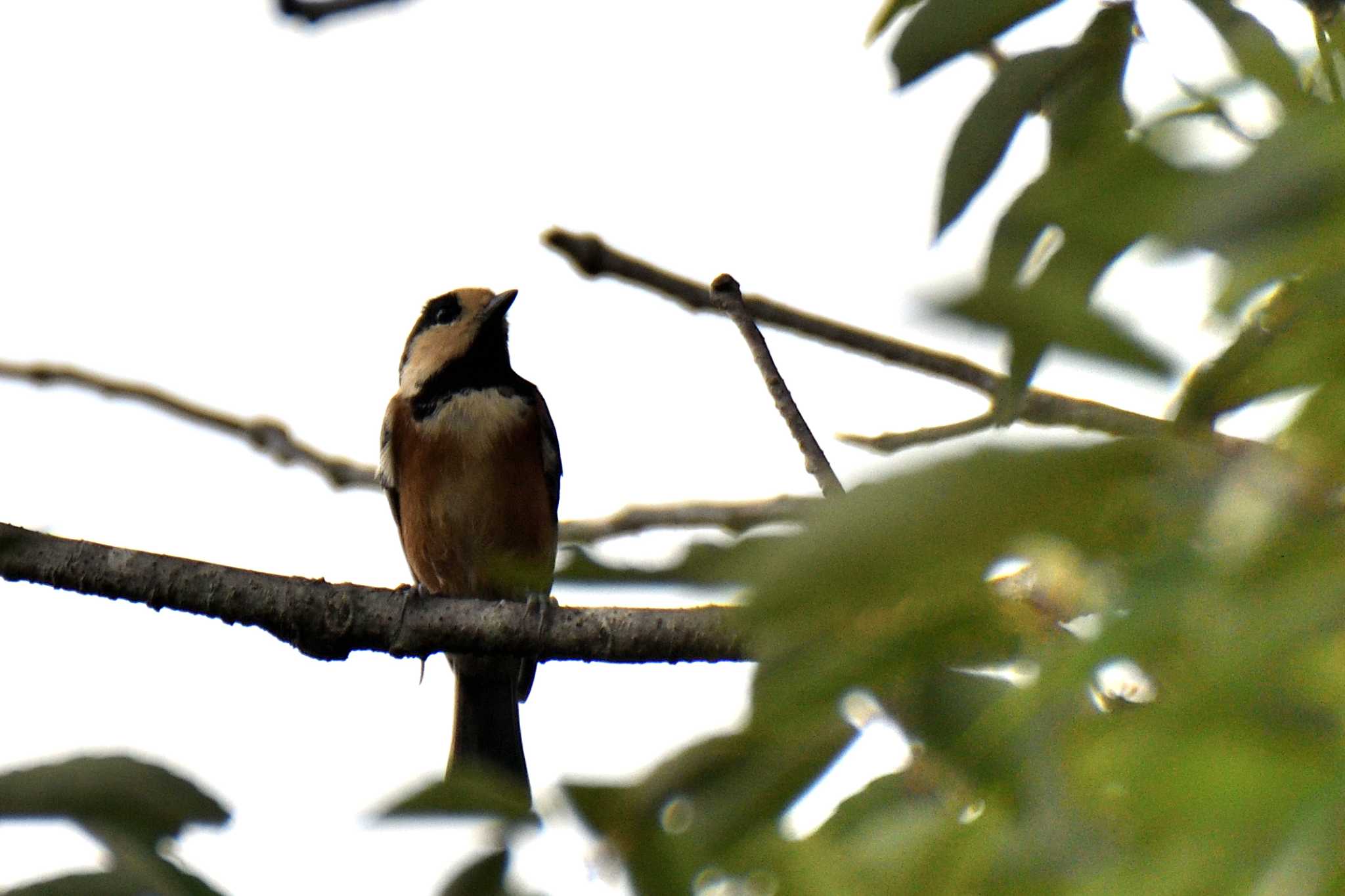 Varied Tit