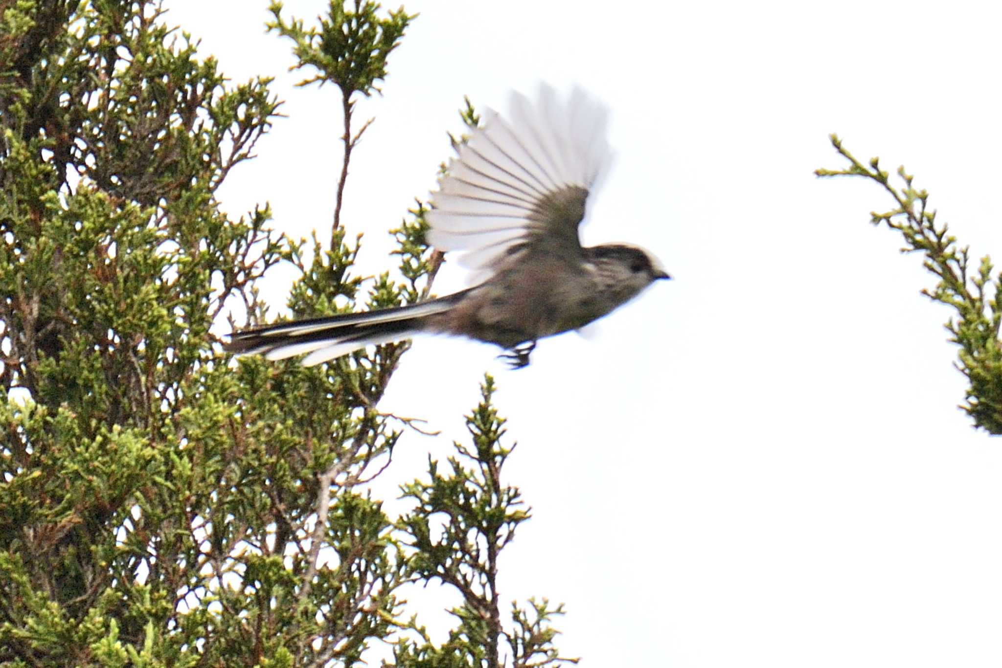 Long-tailed Tit