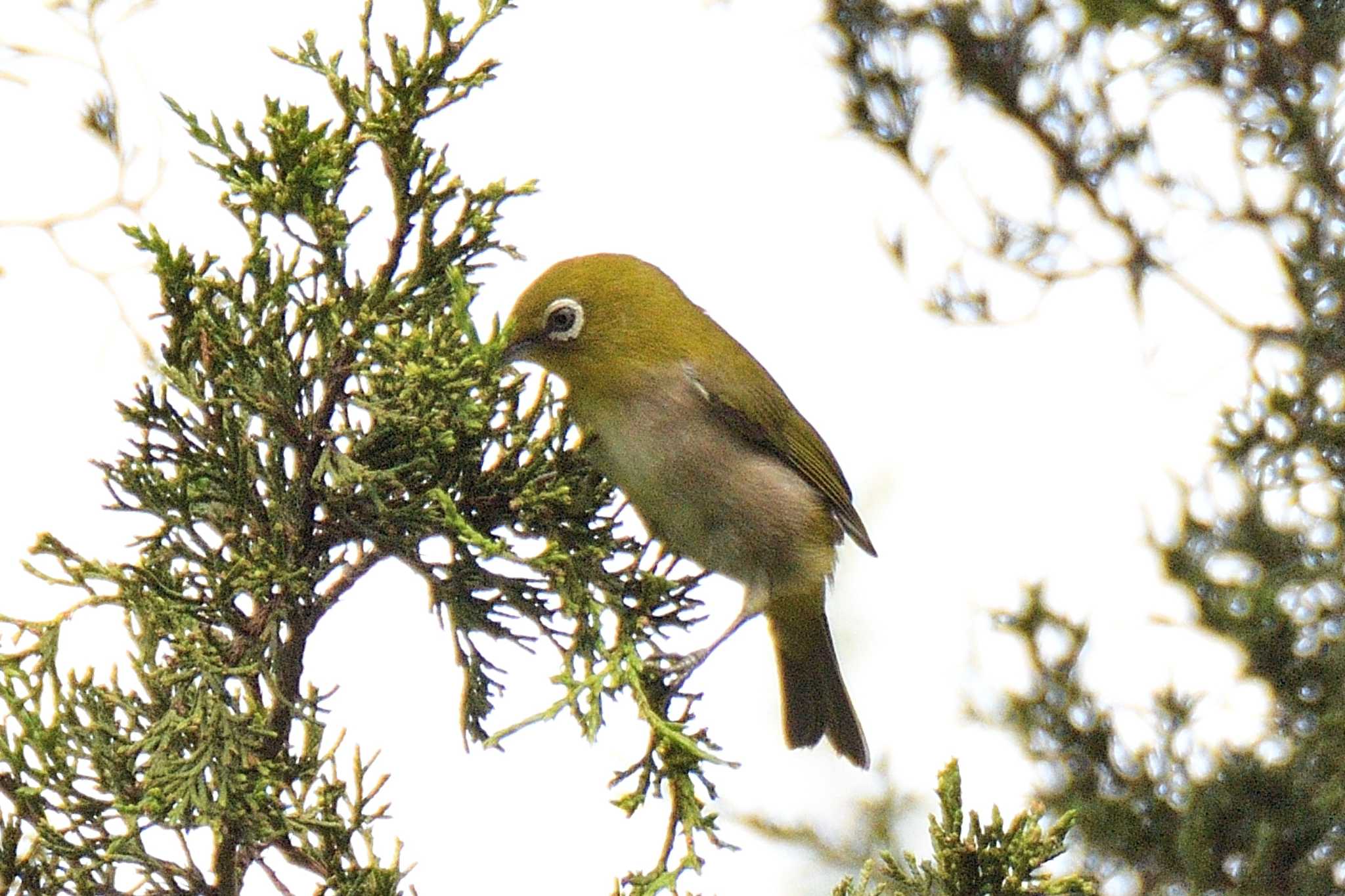 Warbling White-eye