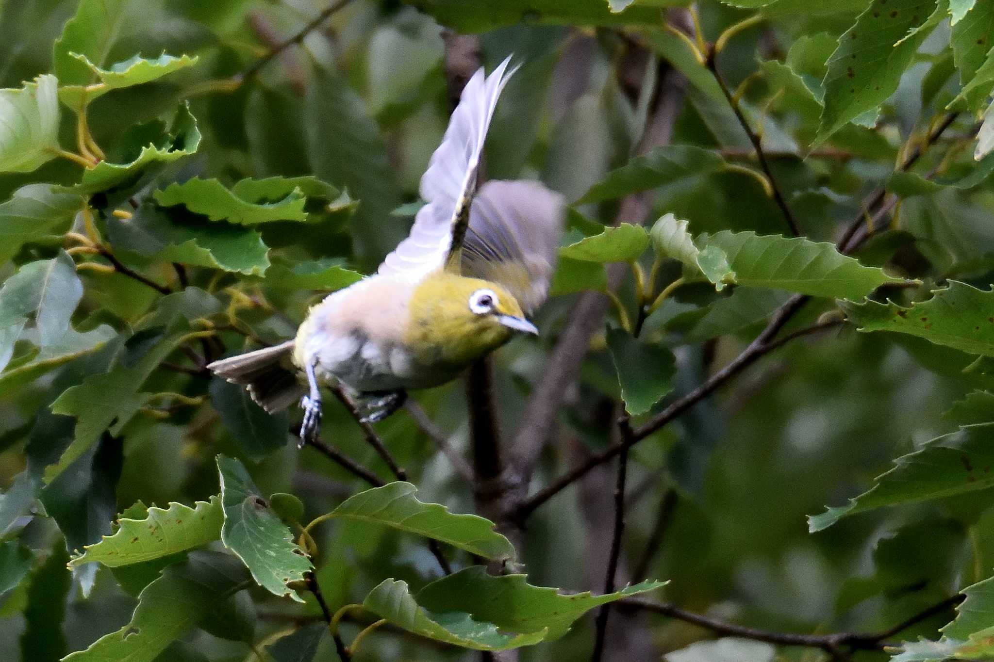 Warbling White-eye