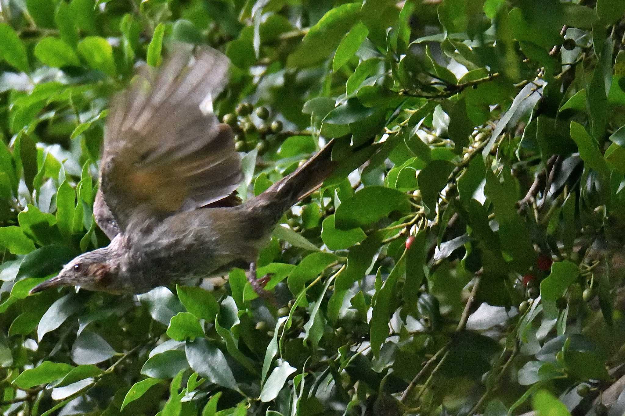 Brown-eared Bulbul