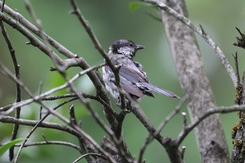 Coal Tit 善光寺（長野） Thu, 8/12/2021