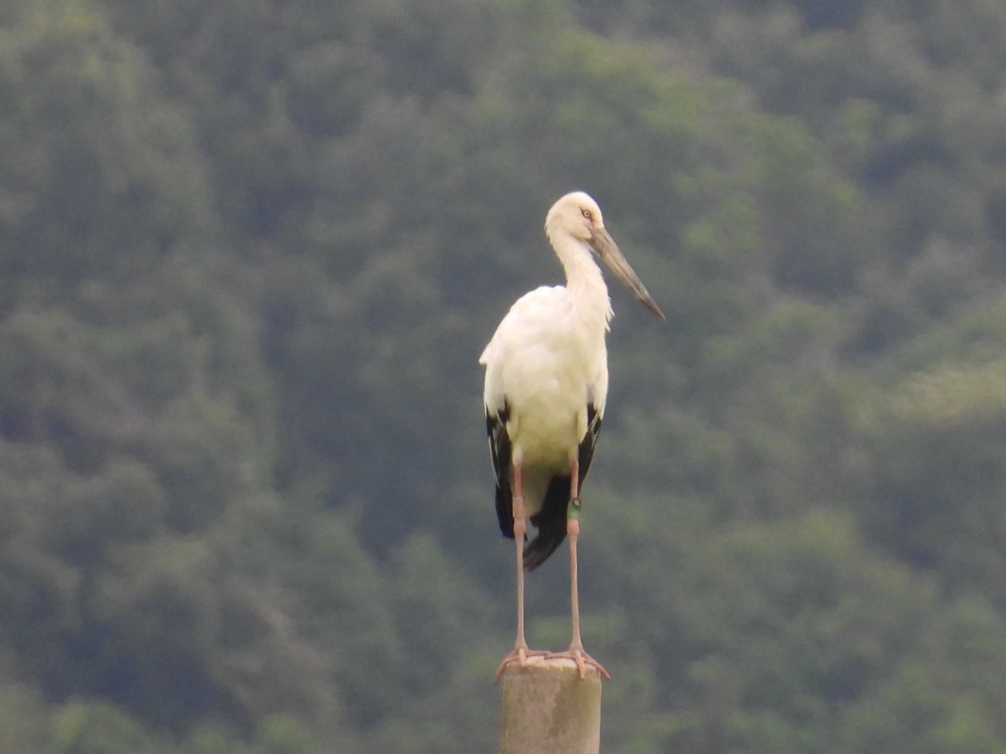 滋賀県 コウノトリの写真